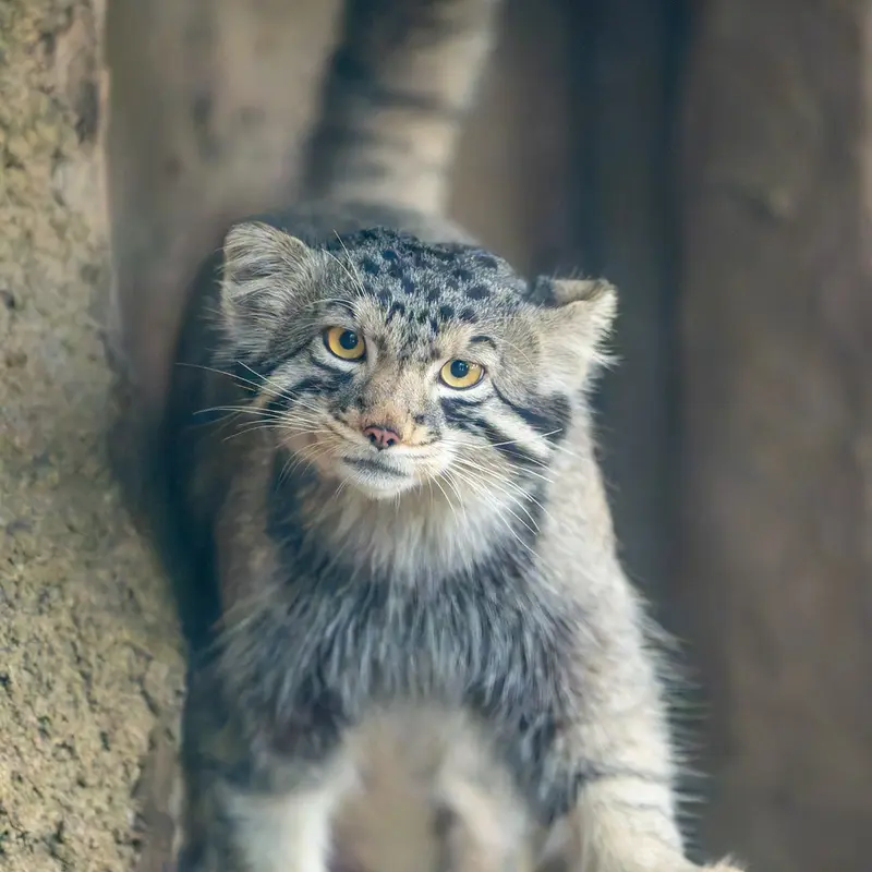 神戸どうぶつ王国のナゴムの写真