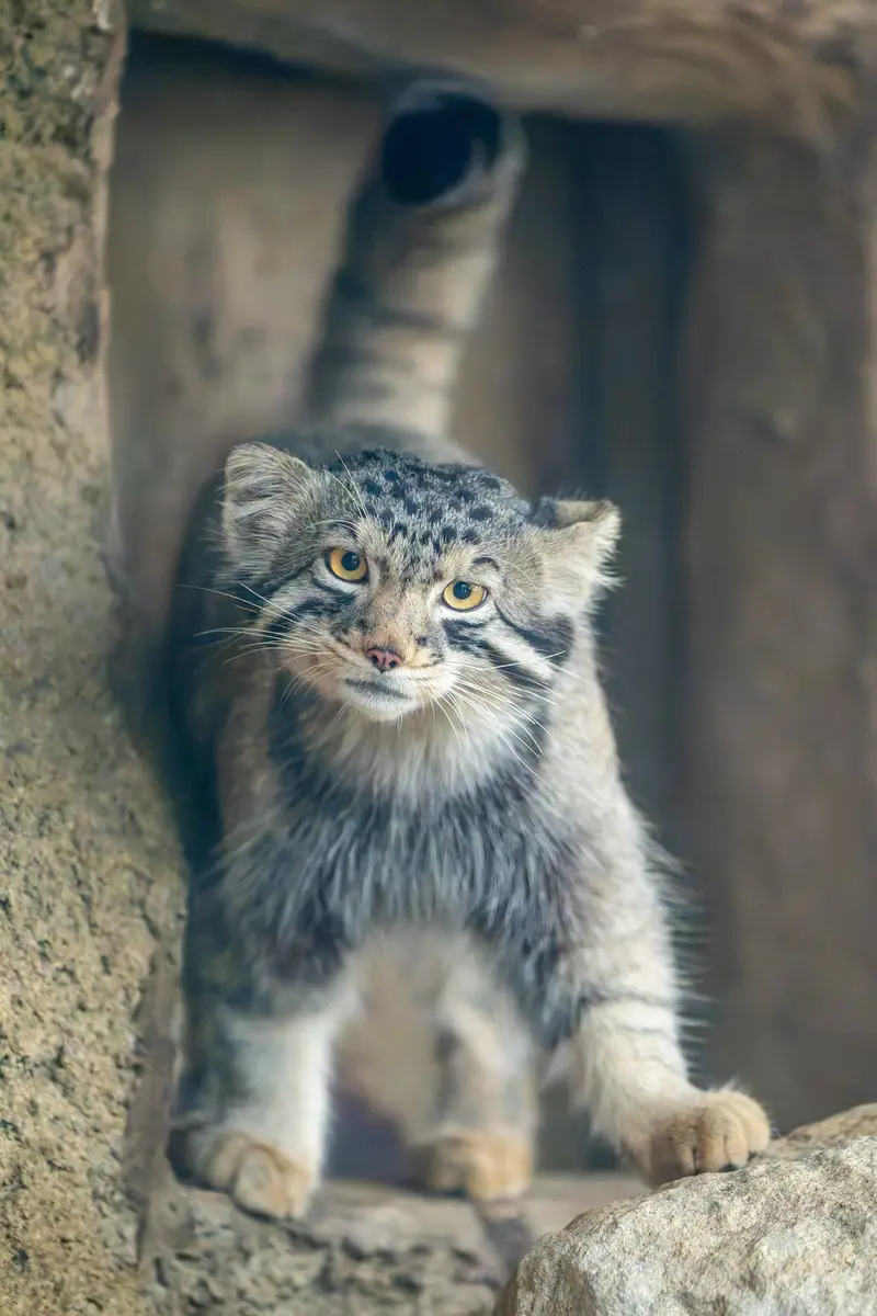 神戸どうぶつ王国のナゴムの写真