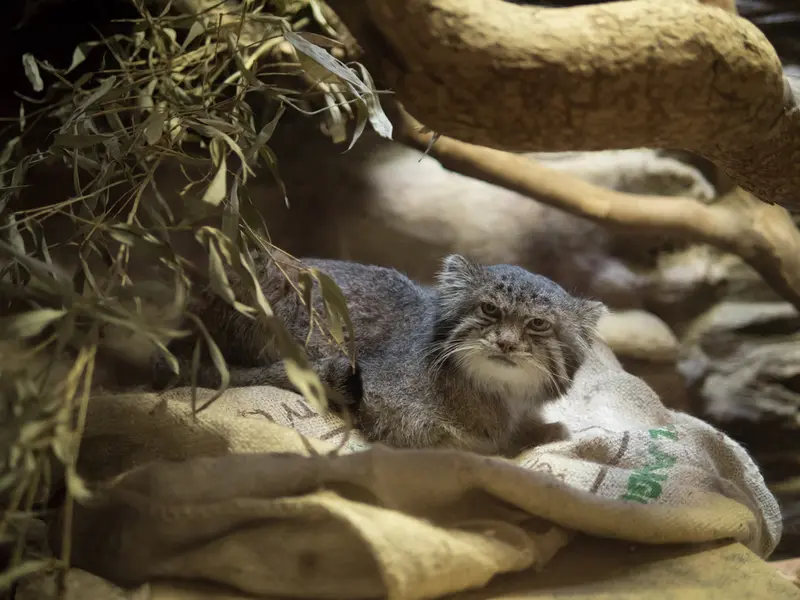 恩賜上野動物園のクリョンの写真