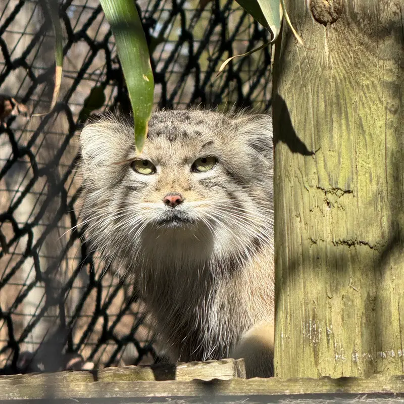 スミソニアン国立動物園のセバの写真