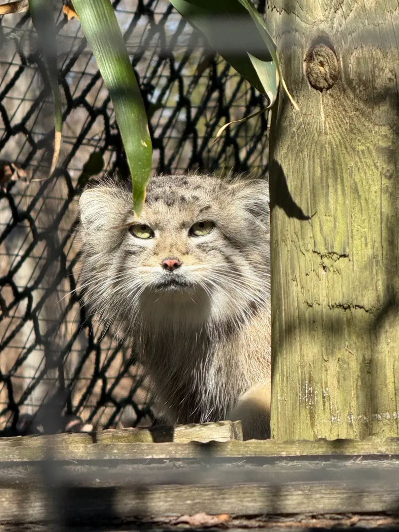 スミソニアン国立動物園のセバの写真