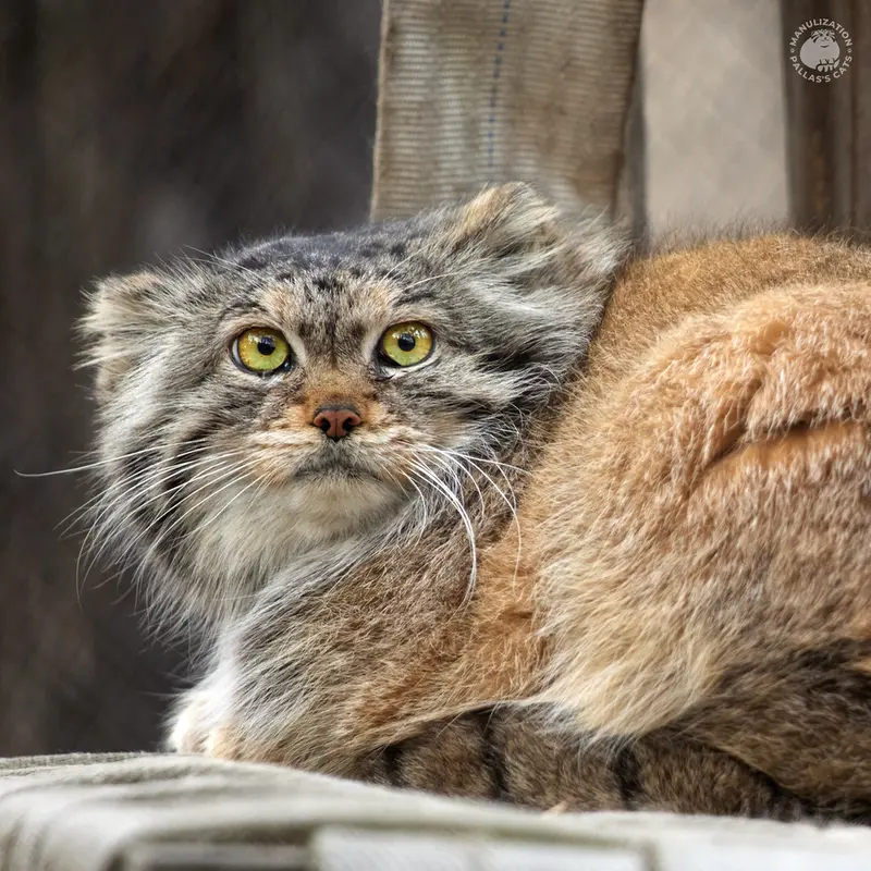 ノヴォシビルスク動物園のラストチカの写真