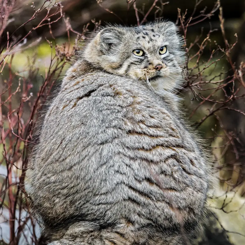 ヴロツワフ動物園のザリナの写真