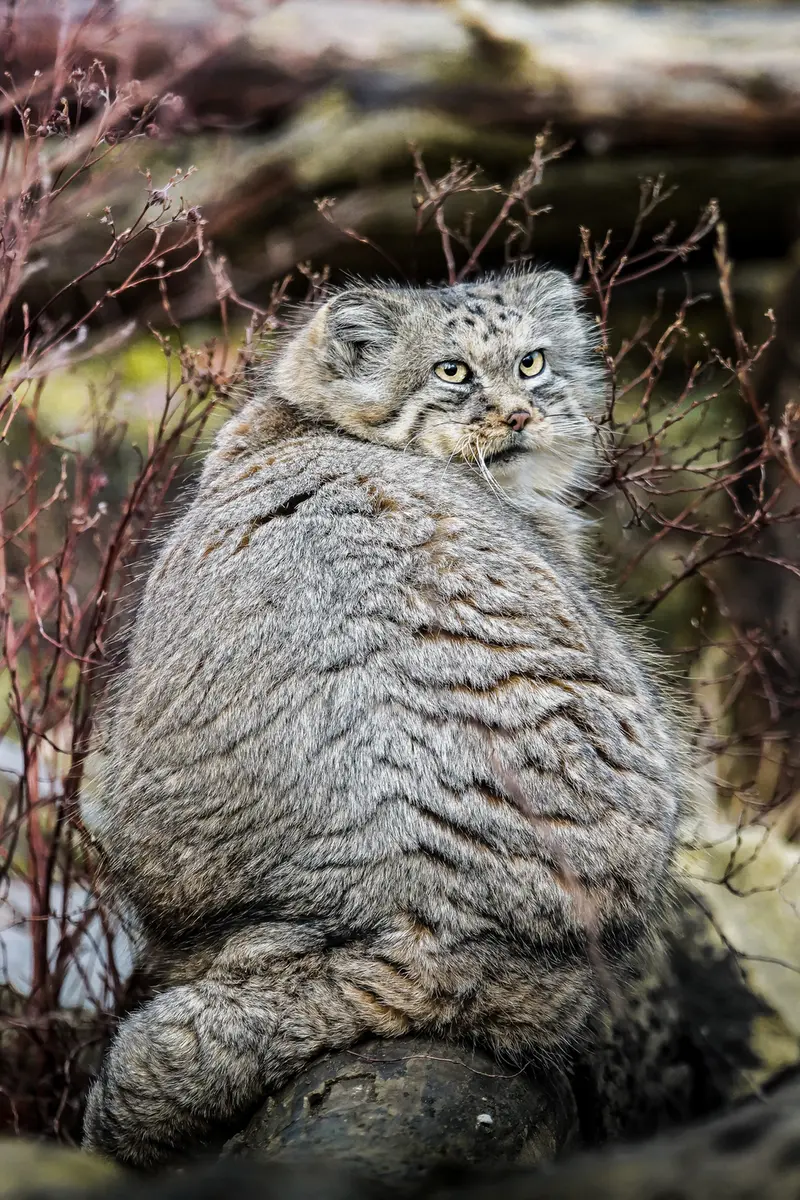 ヴロツワフ動物園のザリナの写真