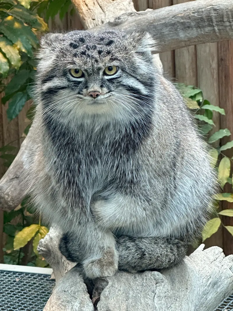 神戸どうぶつ王国のナルの写真