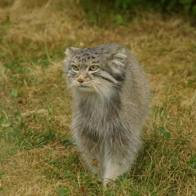 パルケン動物園のベニーの写真