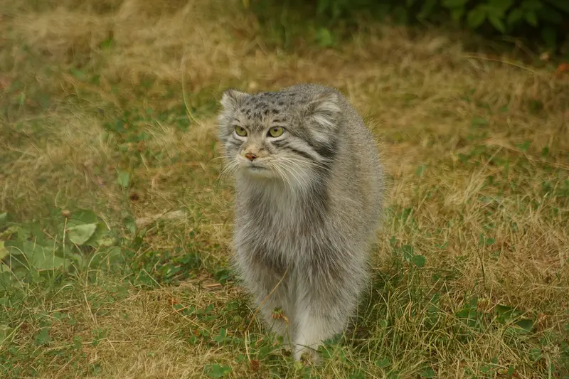 パルケン動物園のベニーの写真