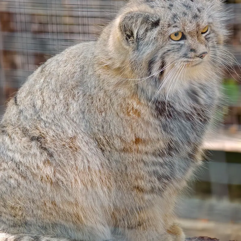 コシツェ動物園のアラニの子（2026年生まれ）Ⅱの写真