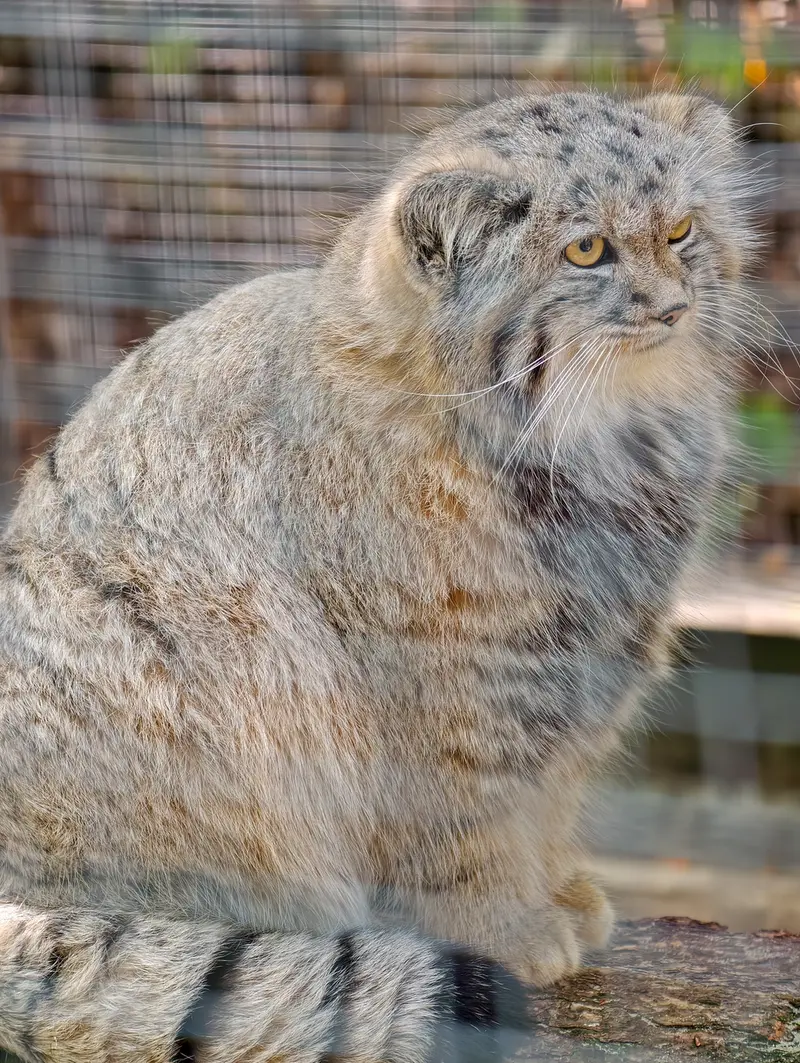 コシツェ動物園のアラニの子（2026年生まれ）Ⅱの写真