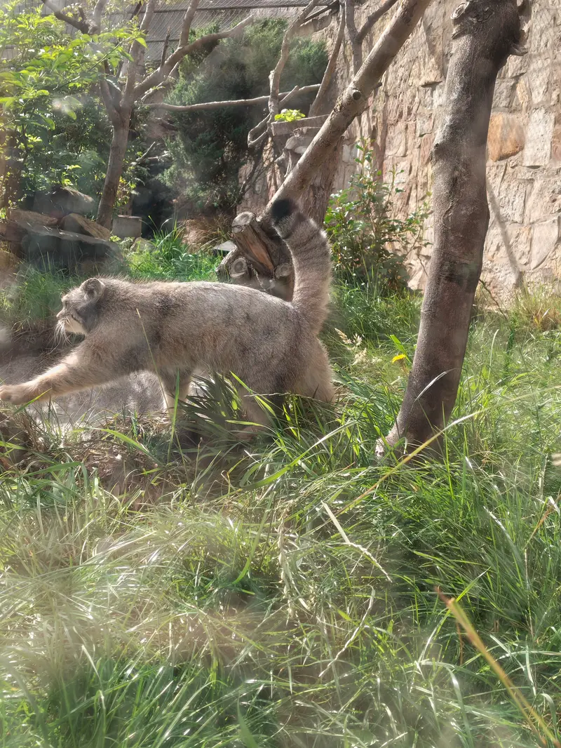 エディンバラ動物園のダッチェスの写真