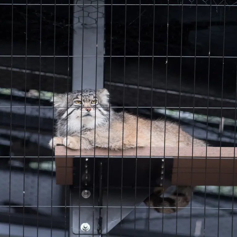 旭山動物園のグルーシャの写真