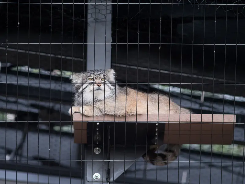 旭山動物園のグルーシャの写真