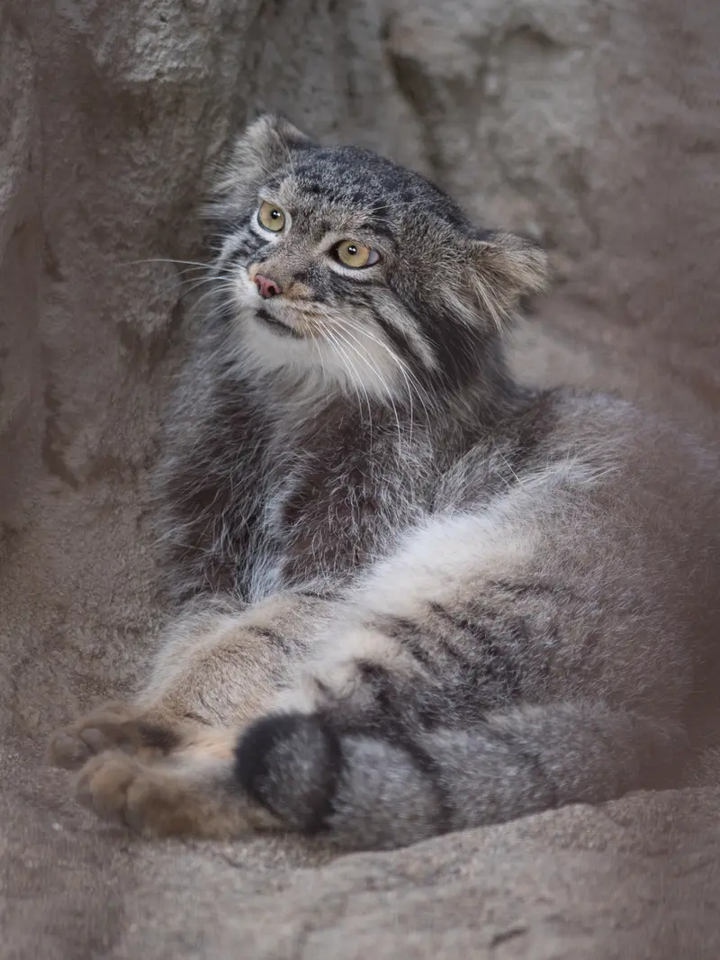 野毛山動物園のフィーガの写真