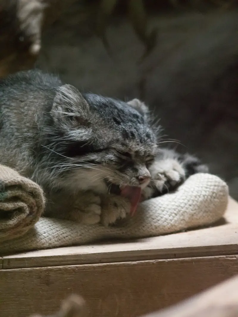 恩賜上野動物園のクリョンの写真