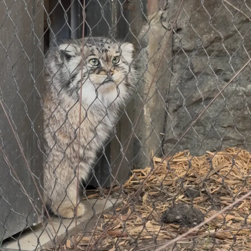 プロスペクト・パーク動物園のサルナイの写真
