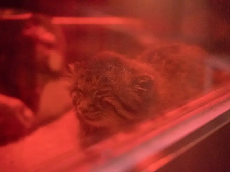 恩賜上野動物園のナイマの写真