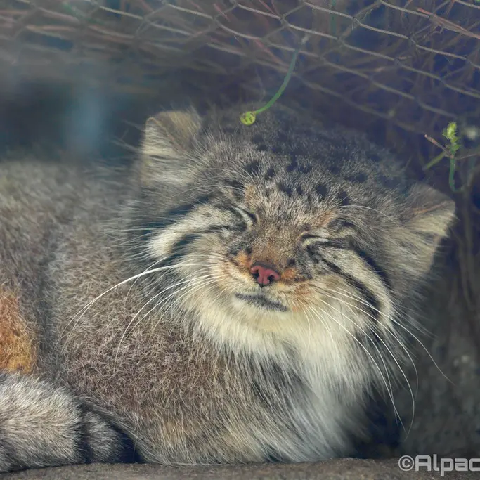神戸どうぶつ王国のアズの写真