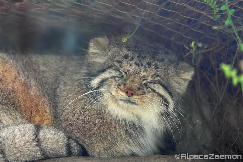 神戸どうぶつ王国のアズの写真