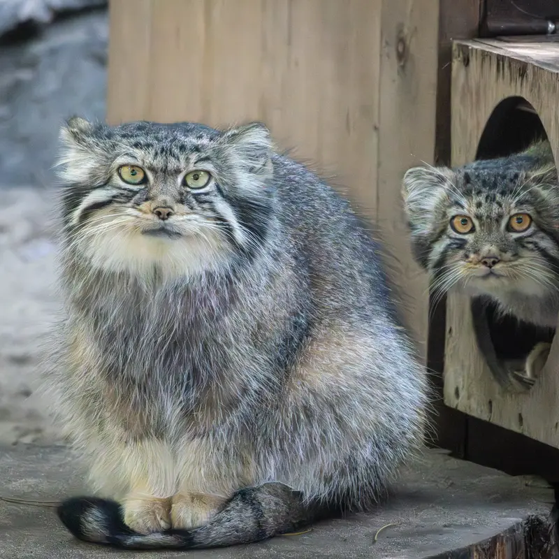 ノヴォシビルスク動物園のイヴとイヴの子（2026年生まれ）Ⅴの写真