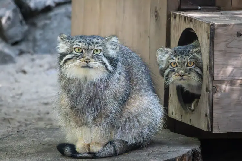 ノヴォシビルスク動物園のイヴの写真