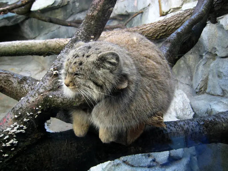 コロンバス動物園・水族館のバディの写真