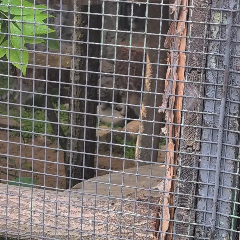 レニングラード動物園のマヌルネコの写真