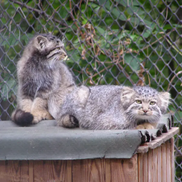 ノヴォシビルスク動物園のマヌルネコの写真