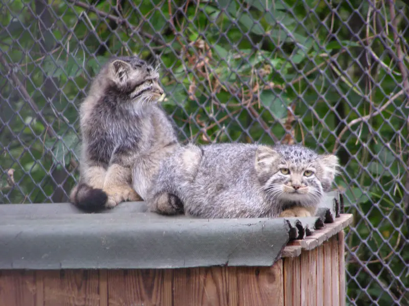 ノヴォシビルスク動物園のマヌルネコの写真