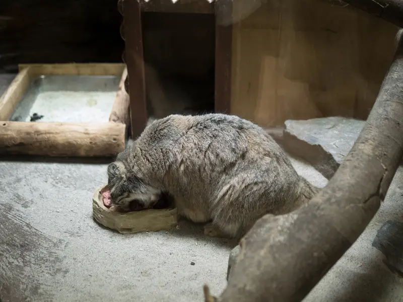 恩賜上野動物園のプリームラの写真