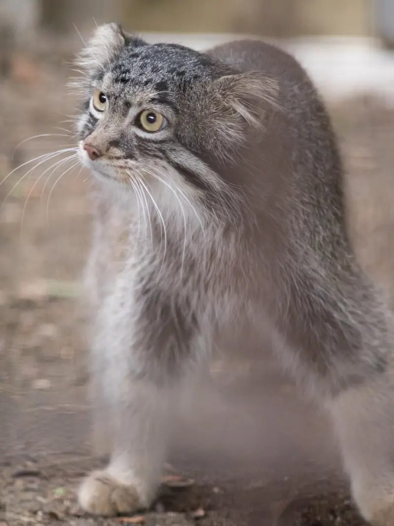 野毛山動物園のフィーガの写真