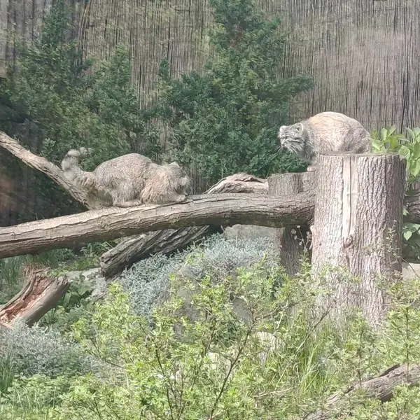 ヴロツワフ動物園のクビとザリナの写真