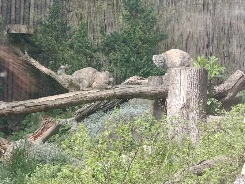 ヴロツワフ動物園のクビとザリナの写真