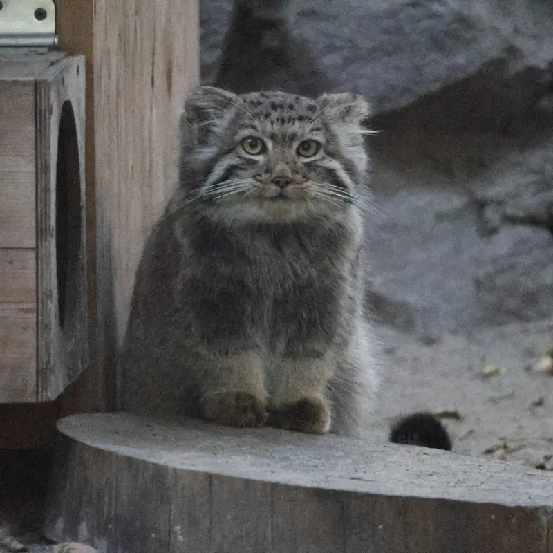 ノヴォシビルスク動物園のイヴの子（2026年生まれ）Ⅰの写真