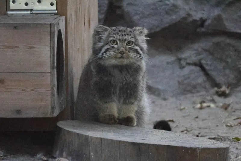 ノヴォシビルスク動物園のマヌルネコの写真