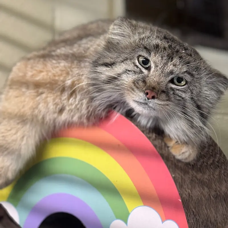 オグルベイ・グッド動物園のブリーの写真