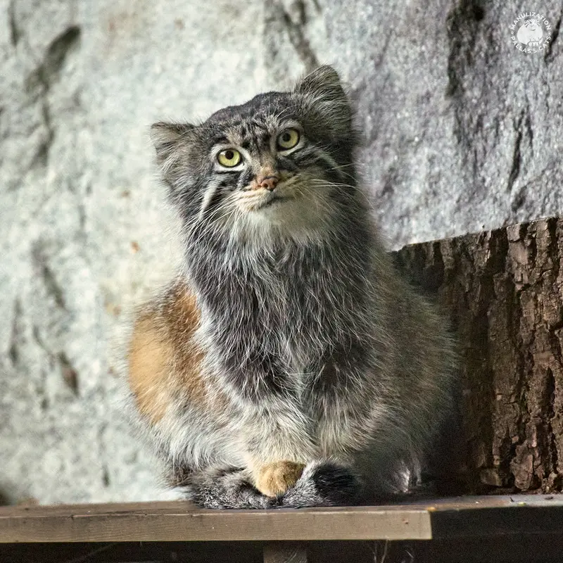 モスクワ動物園のティモフェイの写真