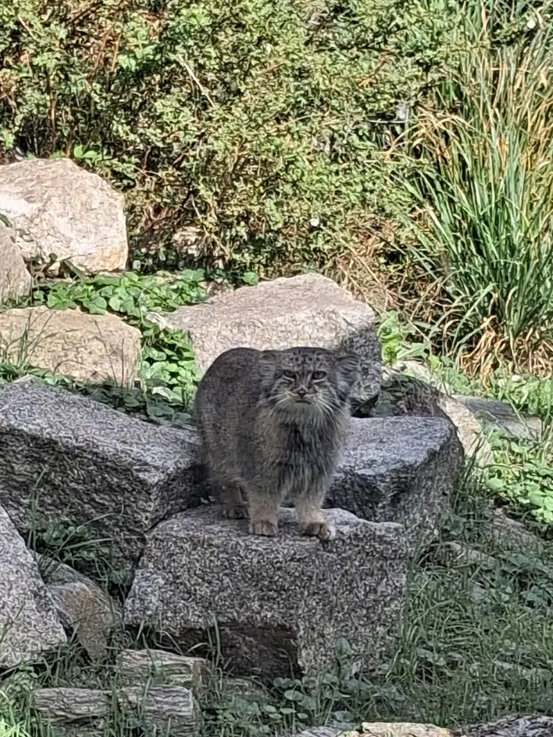 ヴロツワフ動物園のザリナの写真