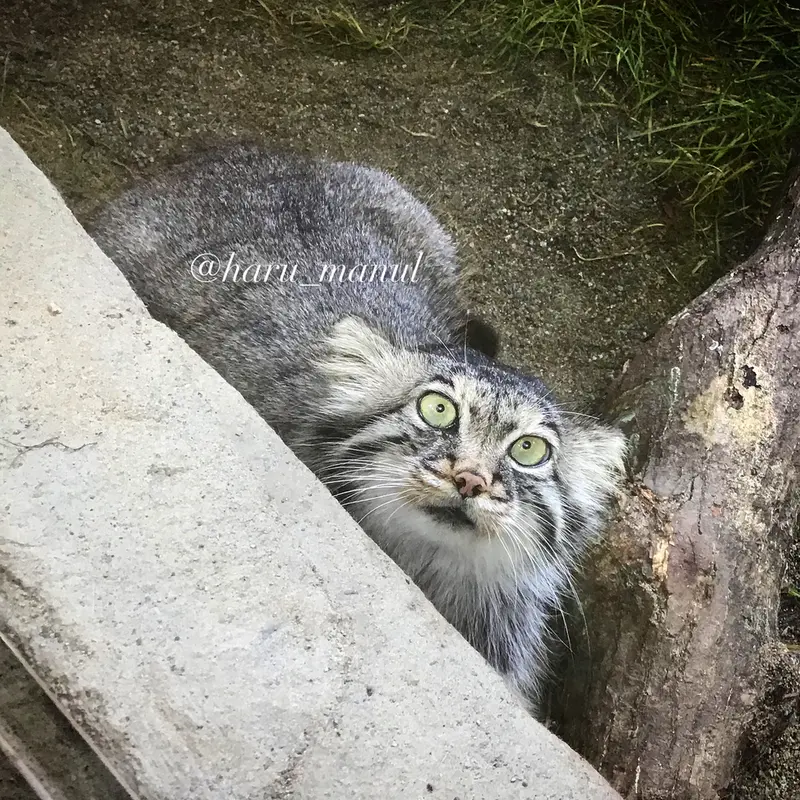 那須どうぶつ王国のポリーの写真