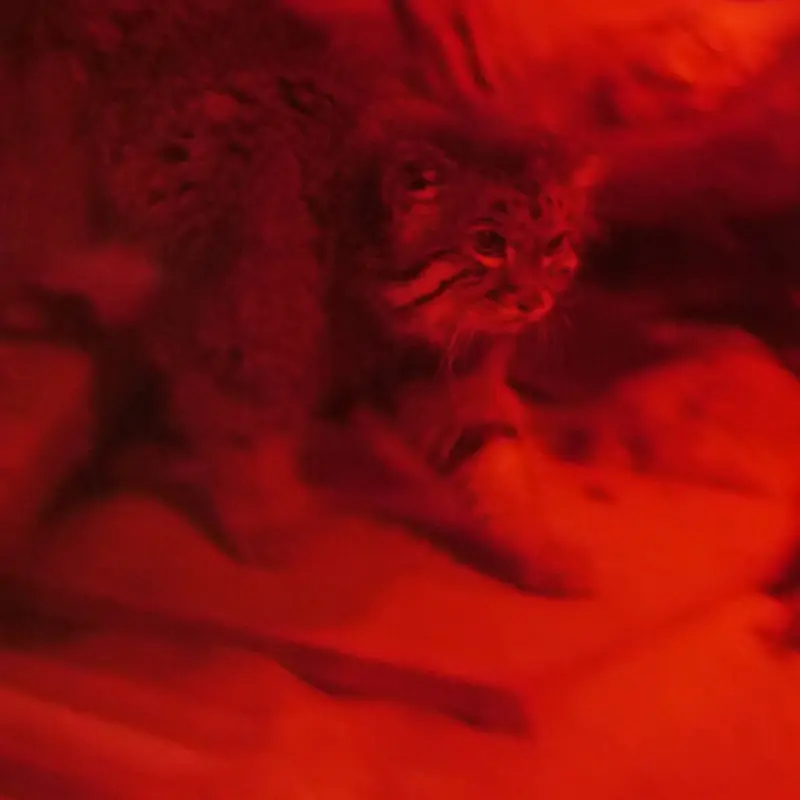 恩賜上野動物園のナイマの写真