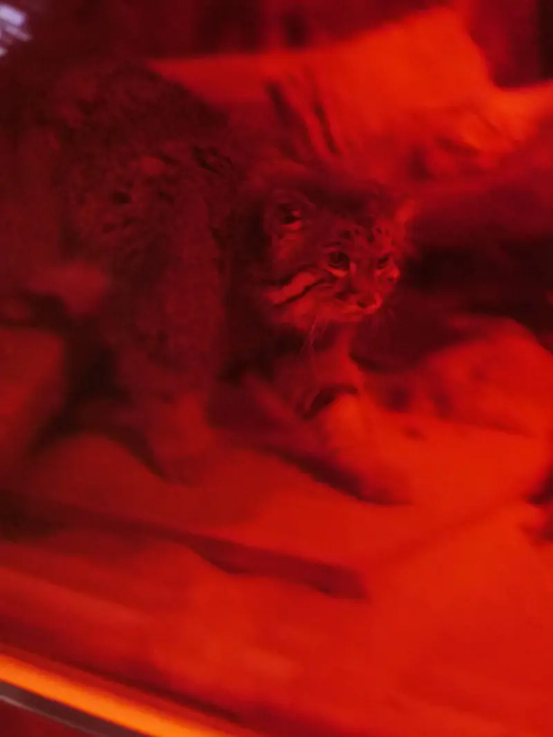 恩賜上野動物園のナイマの写真