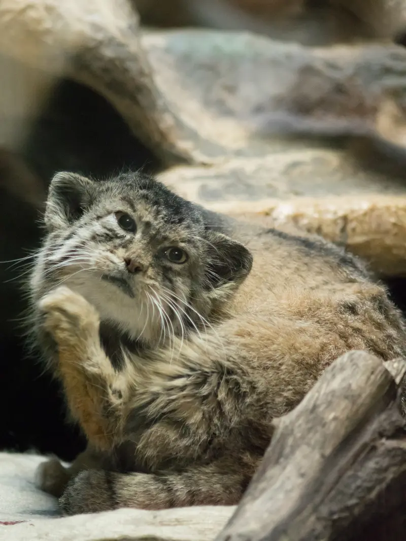 恩賜上野動物園のプリームラの写真