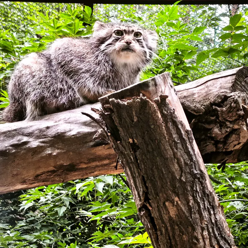 ノヴォシビルスク動物園のイヴの写真