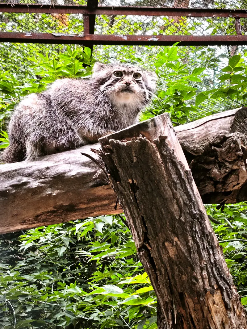 ノヴォシビルスク動物園のイヴの写真