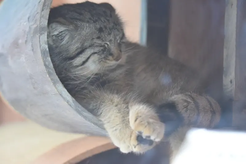 埼玉県こども動物自然公園のロータスの写真