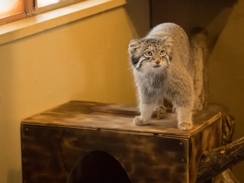 埼玉県こども動物自然公園のオトの写真