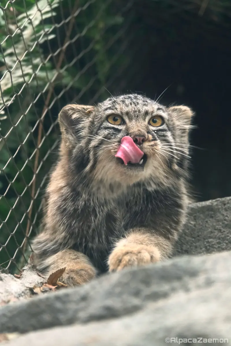 神戸どうぶつ王国のメイの写真