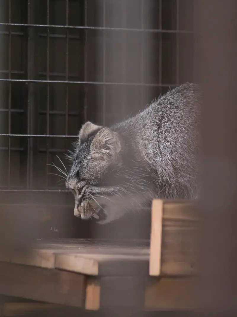 野毛山動物園のフィーガの写真