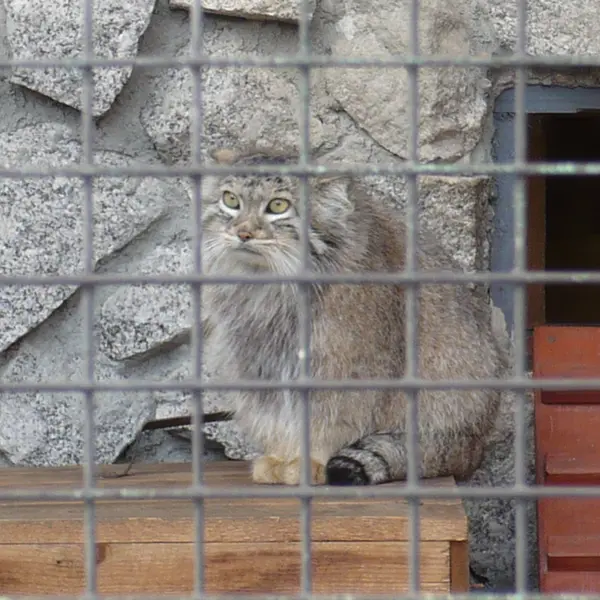 レニングラード動物園のマヌルネコの写真