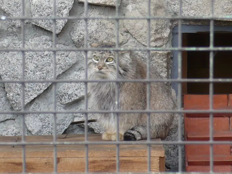 レニングラード動物園のマヌルネコの写真
