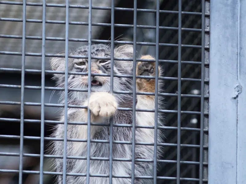 旭山動物園のヒデの写真